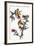 Audubon: Goldfinch-John James Audubon-Framed Giclee Print