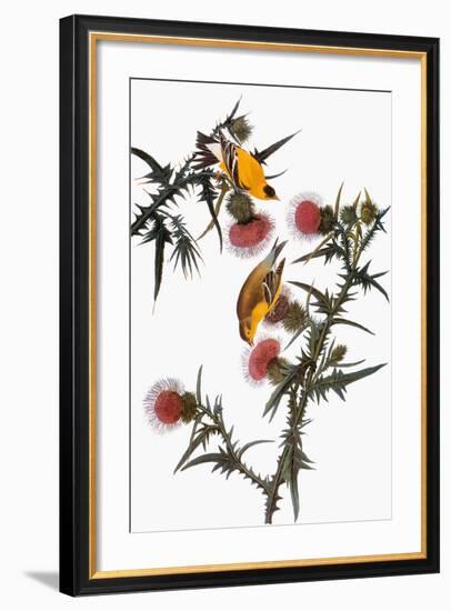 Audubon: Goldfinch-John James Audubon-Framed Giclee Print