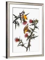 Audubon: Goldfinch-John James Audubon-Framed Giclee Print