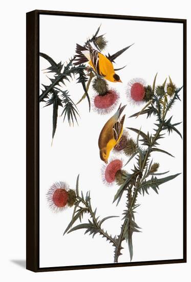 Audubon: Goldfinch-John James Audubon-Framed Premier Image Canvas