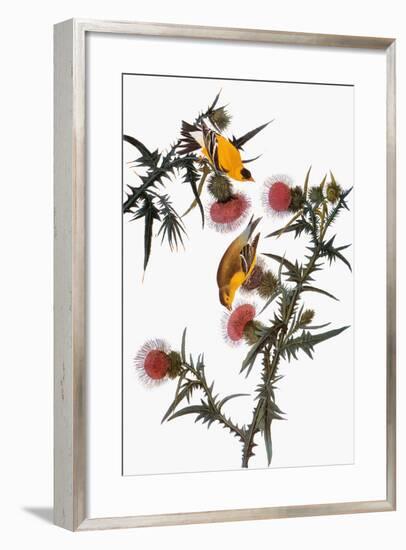 Audubon: Goldfinch-John James Audubon-Framed Premium Giclee Print