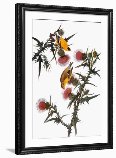 Audubon: Goldfinch-John James Audubon-Framed Giclee Print