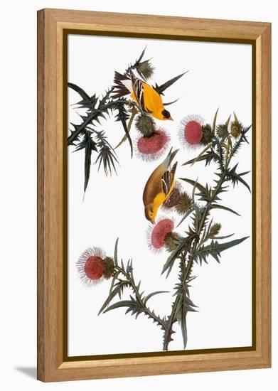 Audubon: Goldfinch-John James Audubon-Framed Premier Image Canvas