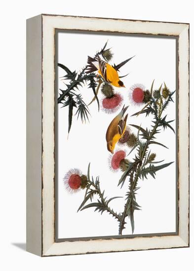 Audubon: Goldfinch-John James Audubon-Framed Premier Image Canvas