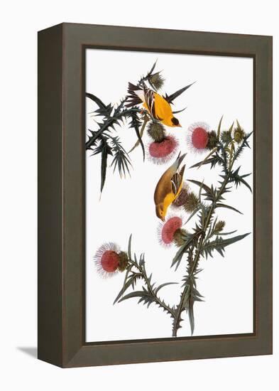 Audubon: Goldfinch-John James Audubon-Framed Premier Image Canvas