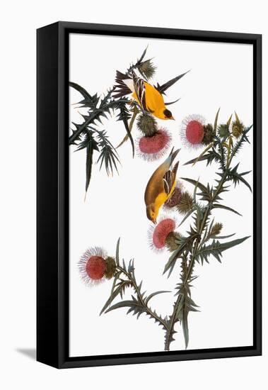 Audubon: Goldfinch-John James Audubon-Framed Premier Image Canvas