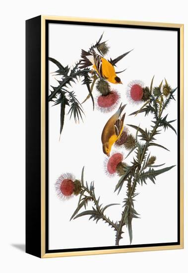 Audubon: Goldfinch-John James Audubon-Framed Premier Image Canvas