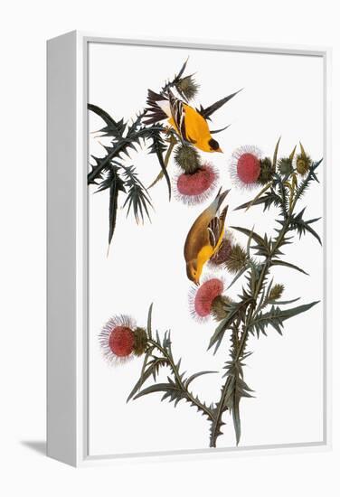 Audubon: Goldfinch-John James Audubon-Framed Premier Image Canvas