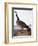 Audubon: Goose, 1827-John James Audubon-Framed Premium Giclee Print