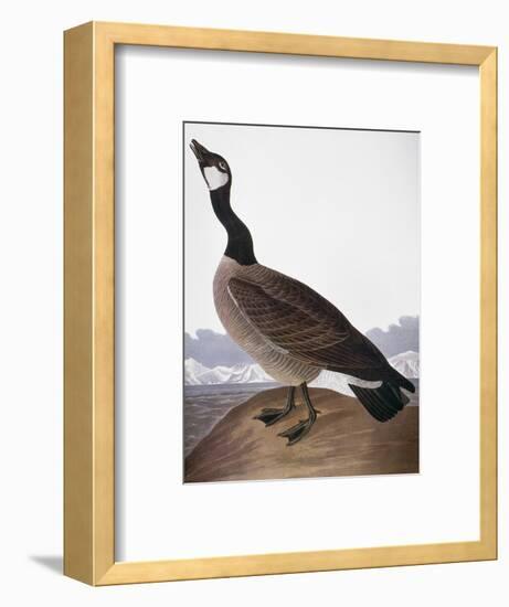 Audubon: Goose, 1827-John James Audubon-Framed Premium Giclee Print