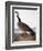 Audubon: Goose, 1827-John James Audubon-Framed Premium Giclee Print