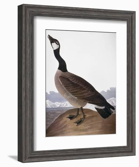 Audubon: Goose, 1827-John James Audubon-Framed Premium Giclee Print