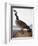 Audubon: Goose, 1827-John James Audubon-Framed Premium Giclee Print