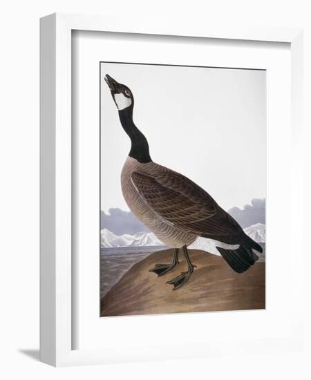 Audubon: Goose, 1827-John James Audubon-Framed Premium Giclee Print