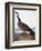 Audubon: Goose, 1827-John James Audubon-Framed Premium Giclee Print