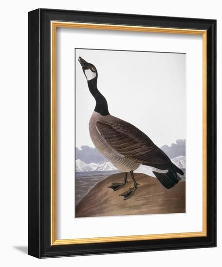 Audubon: Goose, 1827-John James Audubon-Framed Premium Giclee Print