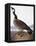 Audubon: Goose, 1827-John James Audubon-Framed Premier Image Canvas