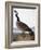 Audubon: Goose, 1827-John James Audubon-Framed Giclee Print