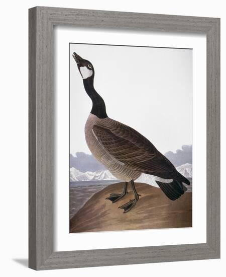 Audubon: Goose, 1827-John James Audubon-Framed Giclee Print