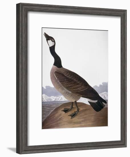 Audubon: Goose, 1827-John James Audubon-Framed Giclee Print