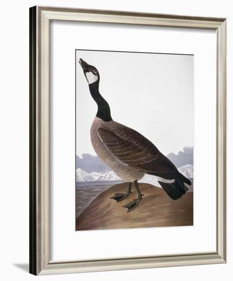 Audubon: Goose, 1827-John James Audubon-Framed Giclee Print