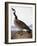 Audubon: Goose, 1827-John James Audubon-Framed Giclee Print