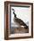 Audubon: Goose, 1827-John James Audubon-Framed Giclee Print