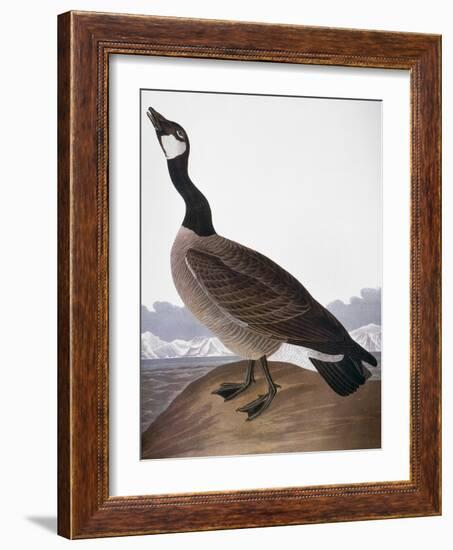 Audubon: Goose, 1827-John James Audubon-Framed Giclee Print