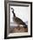 Audubon: Goose, 1827-John James Audubon-Framed Giclee Print