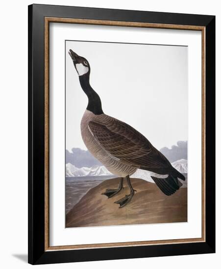 Audubon: Goose, 1827-John James Audubon-Framed Giclee Print