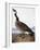 Audubon: Goose, 1827-John James Audubon-Framed Giclee Print