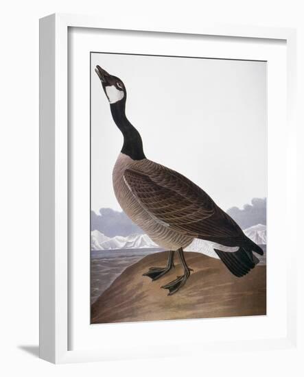 Audubon: Goose, 1827-John James Audubon-Framed Giclee Print