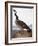 Audubon: Goose, 1827-John James Audubon-Framed Giclee Print