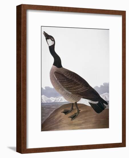 Audubon: Goose, 1827-John James Audubon-Framed Giclee Print