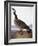 Audubon: Goose, 1827-John James Audubon-Framed Giclee Print