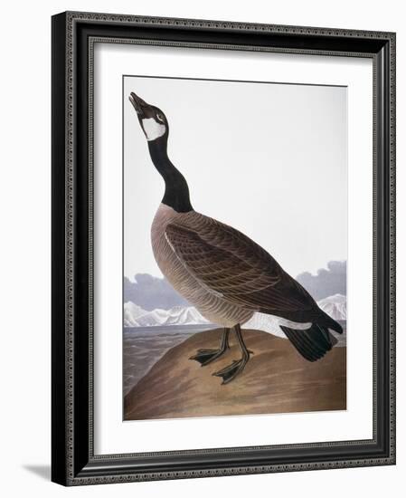 Audubon: Goose, 1827-John James Audubon-Framed Giclee Print