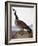 Audubon: Goose, 1827-John James Audubon-Framed Giclee Print