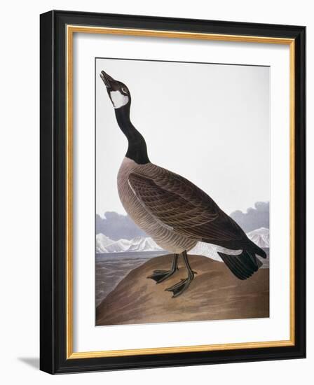 Audubon: Goose, 1827-John James Audubon-Framed Giclee Print