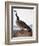 Audubon: Goose, 1827-John James Audubon-Framed Giclee Print