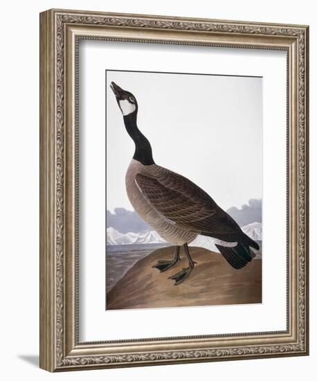 Audubon: Goose, 1827-John James Audubon-Framed Giclee Print