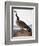 Audubon: Goose, 1827-John James Audubon-Framed Giclee Print