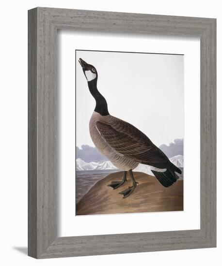 Audubon: Goose, 1827-John James Audubon-Framed Giclee Print