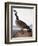 Audubon: Goose, 1827-John James Audubon-Framed Giclee Print