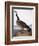 Audubon: Goose, 1827-John James Audubon-Framed Giclee Print