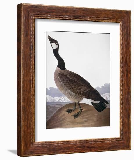 Audubon: Goose, 1827-John James Audubon-Framed Giclee Print