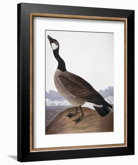 Audubon: Goose, 1827-John James Audubon-Framed Giclee Print