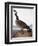 Audubon: Goose, 1827-John James Audubon-Framed Giclee Print