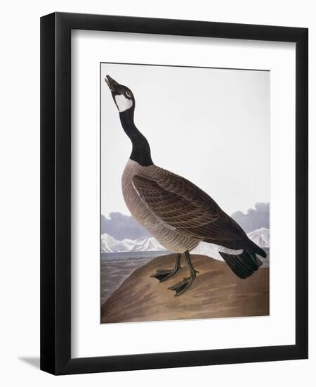 Audubon: Goose, 1827-John James Audubon-Framed Giclee Print