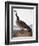 Audubon: Goose, 1827-John James Audubon-Framed Giclee Print