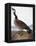 Audubon: Goose, 1827-John James Audubon-Framed Premier Image Canvas